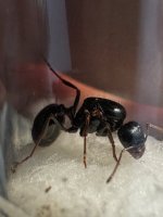 IMG_3195.jpeg