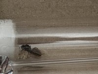 IMG_2122.jpeg