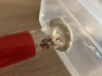 IMG_0102.jpeg