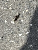 IMG_EFEE7E65-B8C7-4EB2-A095-A31D92B36701.jpeg