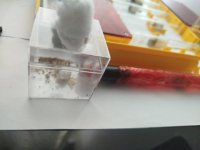 lasius.jpg