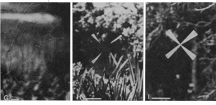image-4.png