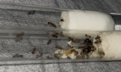 IMG_1398.jpeg