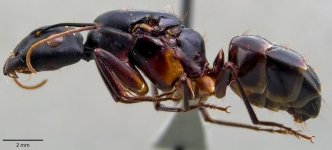 antweb1041848_p_1_high.jpg
