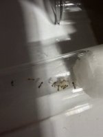 IMG_1492.jpeg