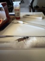 IMG_2249.jpeg