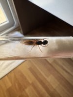 IMG_2250.jpeg