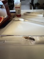 IMG_2248.jpeg