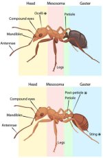 ant_anatomy.jpg