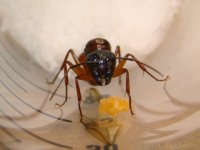 camponotus_carpenter_ant_queen_guarding_eggs (1).jpg