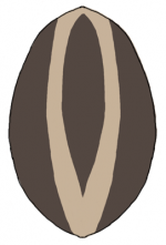 150px-Alopecosa_opist_form2.png