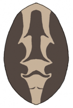 150px-Alopecosa_opist_form1.png