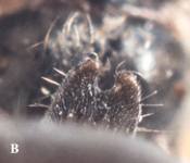 Lasius-bicornis-Forster-1850-A-queen-B-petiole-Photo-A-Staverlokk-A (1).png