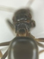Screenshot_20250814_011256_iNaturalist.jpg