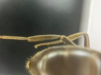 Screenshot_20250814_011313_iNaturalist.jpg