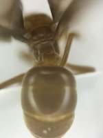 Screenshot_20250814_123737_iNaturalist.jpg