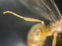 Screenshot_20250814_123937_iNaturalist.jpg