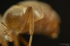 Screenshot_20250814_130416_iNaturalist.jpg