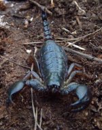 1200px-SCORPIO_MAURUS_FUSCUS.jpg