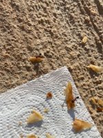 IMG_1446.jpeg