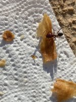 IMG_1445.jpeg