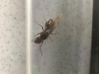 Lasius cinsi dişi alate 2.jpeg