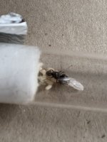 IMG_2287.jpeg