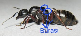 AL0ZTLQZNL5RFZ7RYZSRYZ7RSHSZALSZDLIZVLJLTZMRFZZZ6LQROZKRDZ4RSH6RTLKZDLHZELKZRH4RALQZOLXZCL (1).jpg