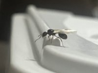 IMG_3031.jpeg