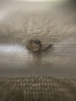 IMG_1280.jpeg