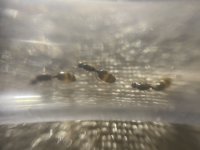 IMG_1285.jpeg