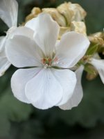IMG_3835.jpeg