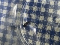 IMG_0129.jpeg