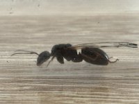 IMG_1496.jpeg
