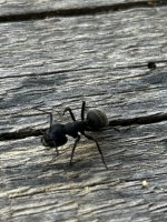 IMG_1478.jpeg