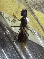 IMG_2321.jpeg