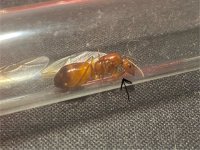 IMG_2619.jpeg