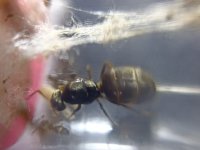 lasius1.jpg