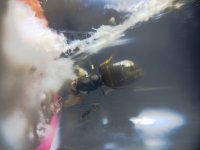 lasius2.jpg