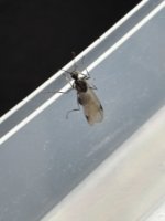 IMG_7118.jpeg