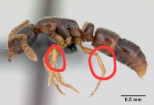 Ponera coarctata by April Noble of AntWeb casent0172740_p_1_high.jpg