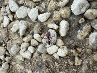 IMG_6159.jpeg