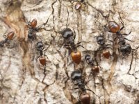 500px-Crematogaster_clariventris_David_King.jpg