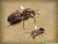 aid1607609-v4-900px-Identify-a-Queen-Ant-Step-4.jpg