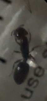 IMG_7604.jpeg