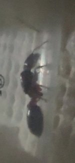 IMG_7606.jpeg