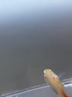 IMG_6872.jpeg