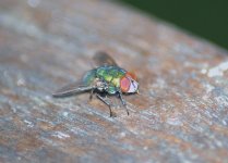 DSC_0078.jpg