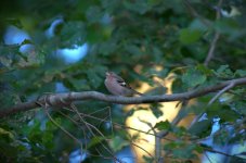 DSC_0096.jpg