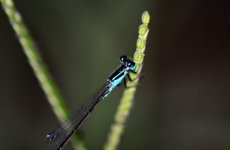 CSC_0062.JPG